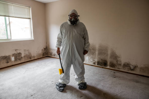 Attic Mold Removal in Highspire, PA